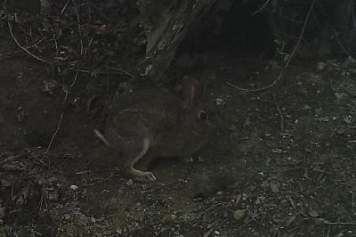 Lapin de garenne
