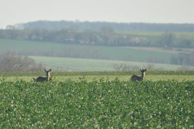 Chevreuil européen