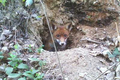 Renard roux