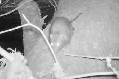 Rat surmulot