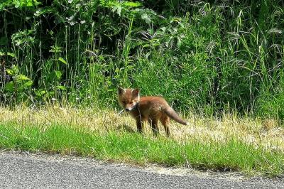 Renard roux