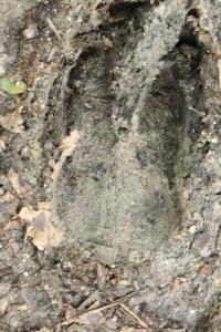 Cerf élaphe