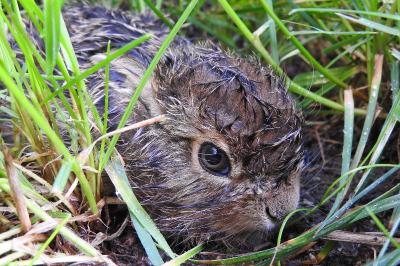 Lepus europaeus