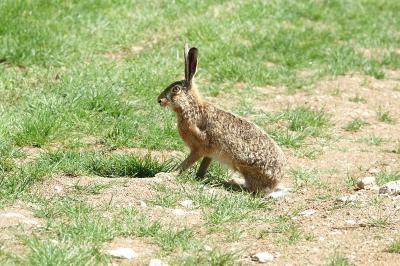 Lepus europaeus