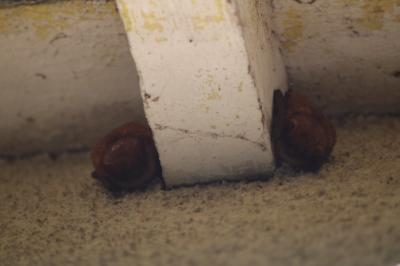 Myotis emarginatus