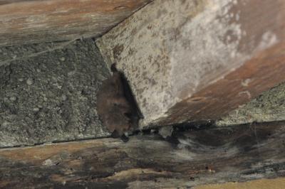 Myotis emarginatus