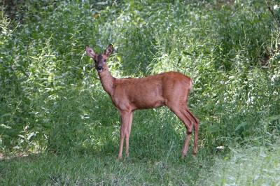 Capreolus capreolus