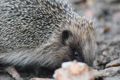 Erinaceus europaeus