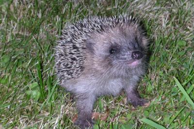 Erinaceus europaeus