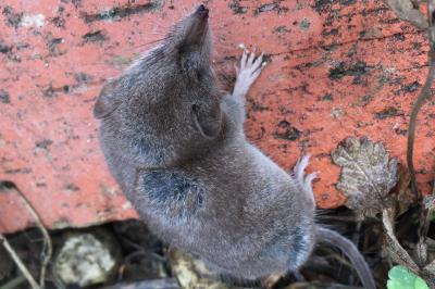 Crocidura russula