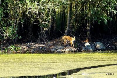 Vulpes vulpes