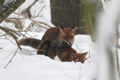 Vulpes vulpes