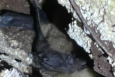 Eptesicus serotinus