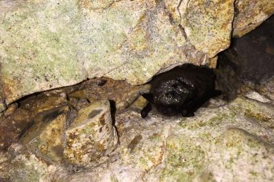 Myotis mystacinus