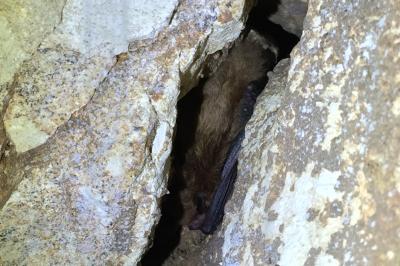 Myotis daubentonii
