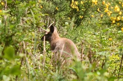 Macropus rufogriseus