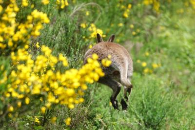 Macropus rufogriseus