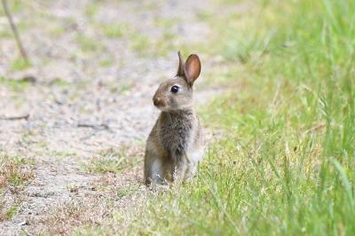 Oryctolagus cuniculus