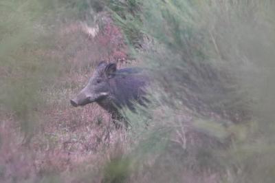Sus scrofa