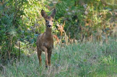 Capreolus capreolus