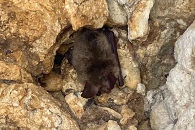 Myotis bechsteinii