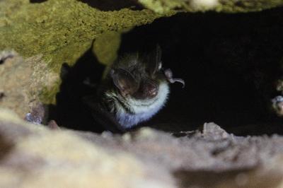 Myotis bechsteinii
