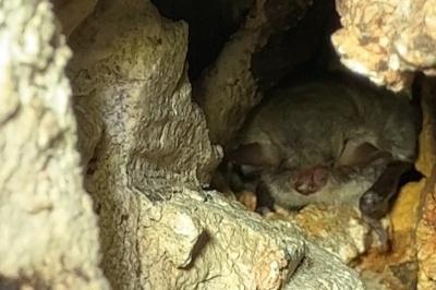 Myotis nattereri