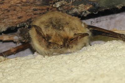 Myotis emarginatus