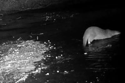 Loutre d'Europe