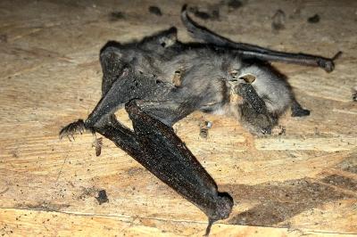 Myotis myotis