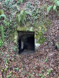 <i>Myotis mystacinus/alcathoe/brandtii</i>