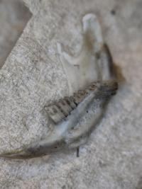 Campagnol des champs