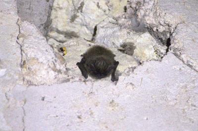 <i>Myotis mystacinus/alcathoe/brandtii</i>