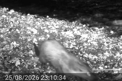 Loutre d'Europe
