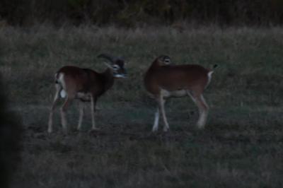 Mouflon d'Arménie