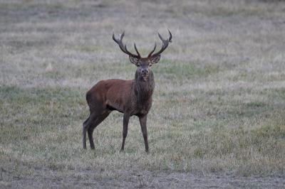 Cerf élaphe