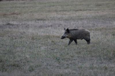 Sanglier