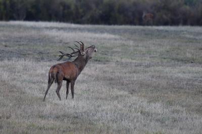 Cerf élaphe