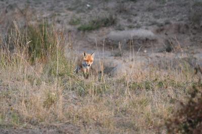 Renard roux