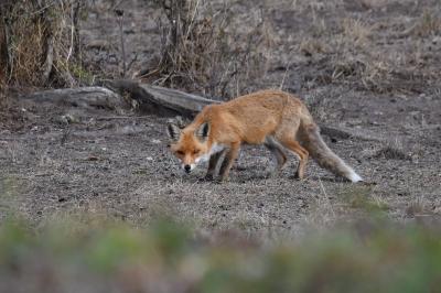 Renard roux