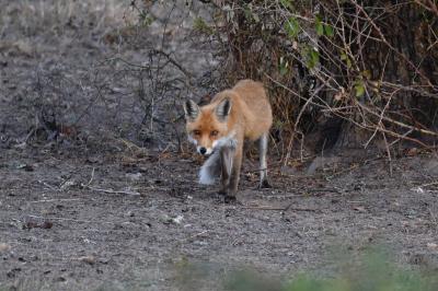 Renard roux