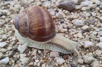 Helix pomatia