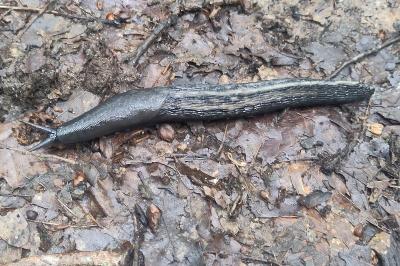 Limax cinereoniger