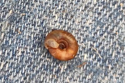 Gonyodiscus rotundatus