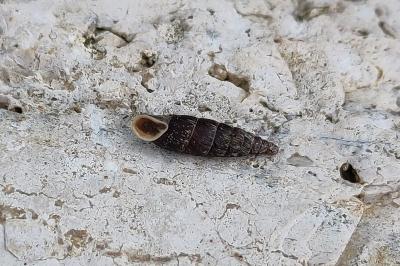 Clausilia bidentata