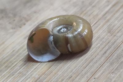 Planorbarius corneus