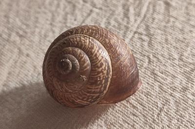 Arianta arbustorum