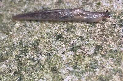 Lehmannia marginata