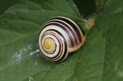 Cepaea hortensis
