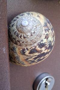 <i>Cornu aspersum</i>
